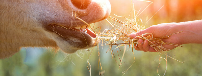 Horse eating from hand