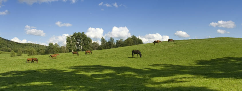 Horses grazing on a green pasture