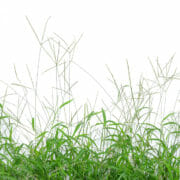 shutterstock_310903097 An image of a "bighead grass" which can cause bighead disease in horses