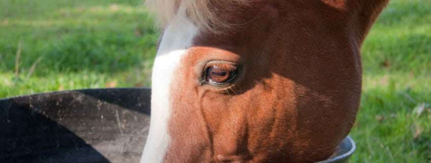A horse eating out of a bucket