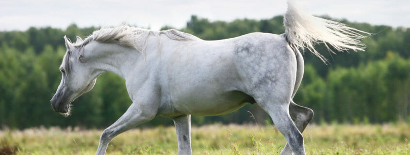 A grey horse walking in a field of grass