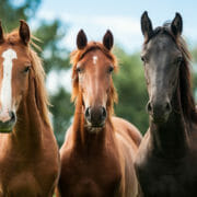 shutterstock_153831563 Three horses standing together looking at the camera