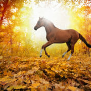 shutterstock_158834867