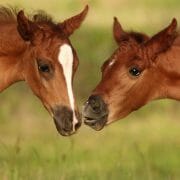 Website-Image-Newsletter-45_1