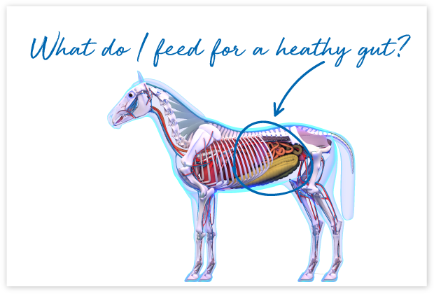 How-will-FeedXL-Help_cards_#5