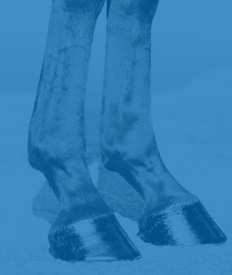 Coat Shine Hoof Health