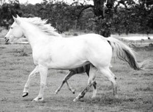 Gina-Parry---Plush_B&W-(1)