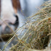iStock_000005161892Small A close up of a horse eating hay
