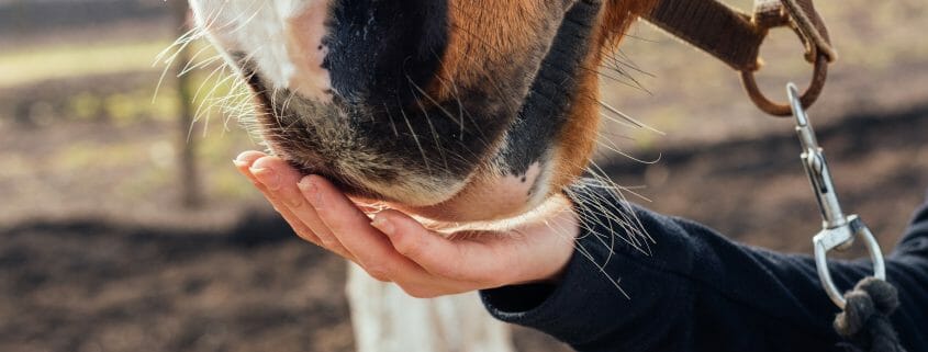 A horse's muzzle resting in the palm of a person's hand
