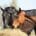 Two horses eating from a bale of hay outside