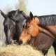 Two horses eating from a bale of hay outside