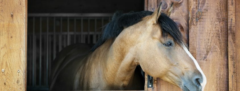 A horse looking out of the window of a stable