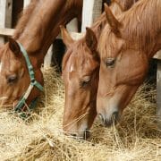 Horses eating hay