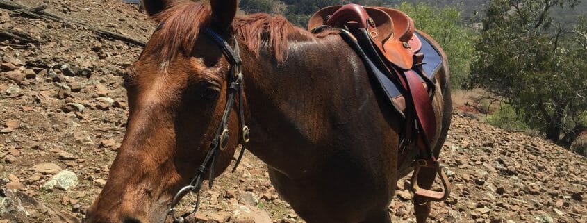 A horse wearing a saddle and bridle being led up a rocky hill