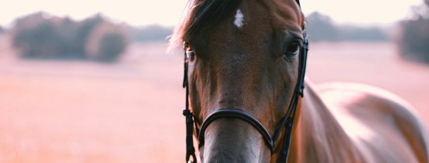 A horse wearing a bridle in a field