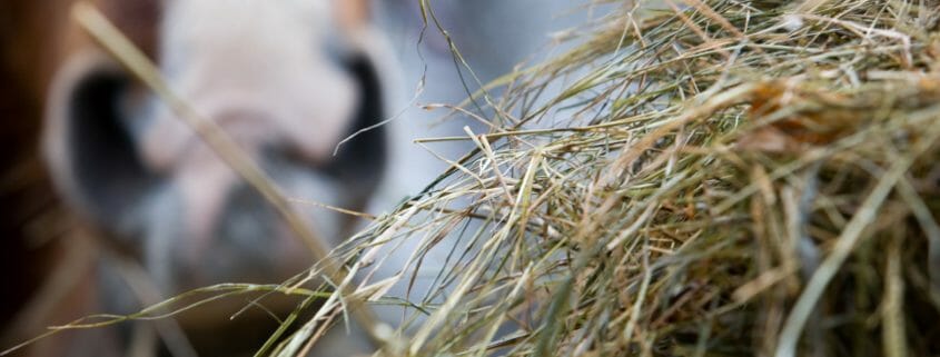 Hay with a horse in the background