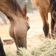 a horse eating forage