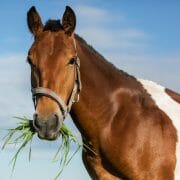 Horse on summer pasture Horse on summer pasture