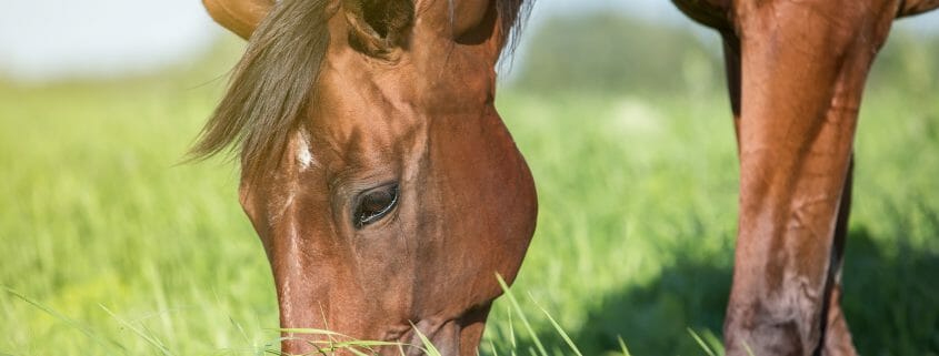 Horse grazing on forage, an important part of a healthy diet