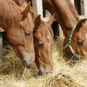 Side view portrait from group of grazing horses three horses eating hay
