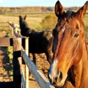 horse standing at fence horse standing at fence