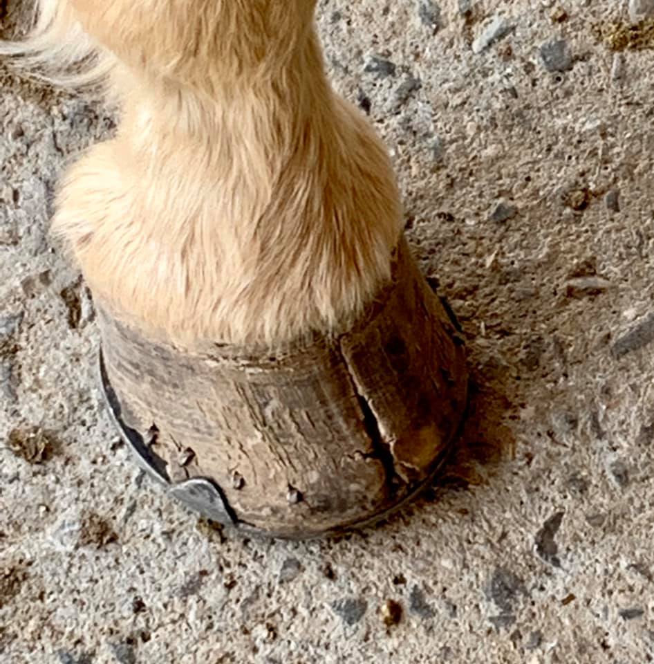 Cracked horse hoof
