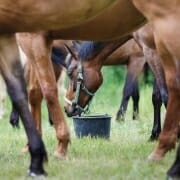 Horse feeding on the meadow Horse feeding on the meadow