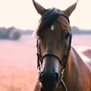 Horse standing in field Photo of a horse in a field