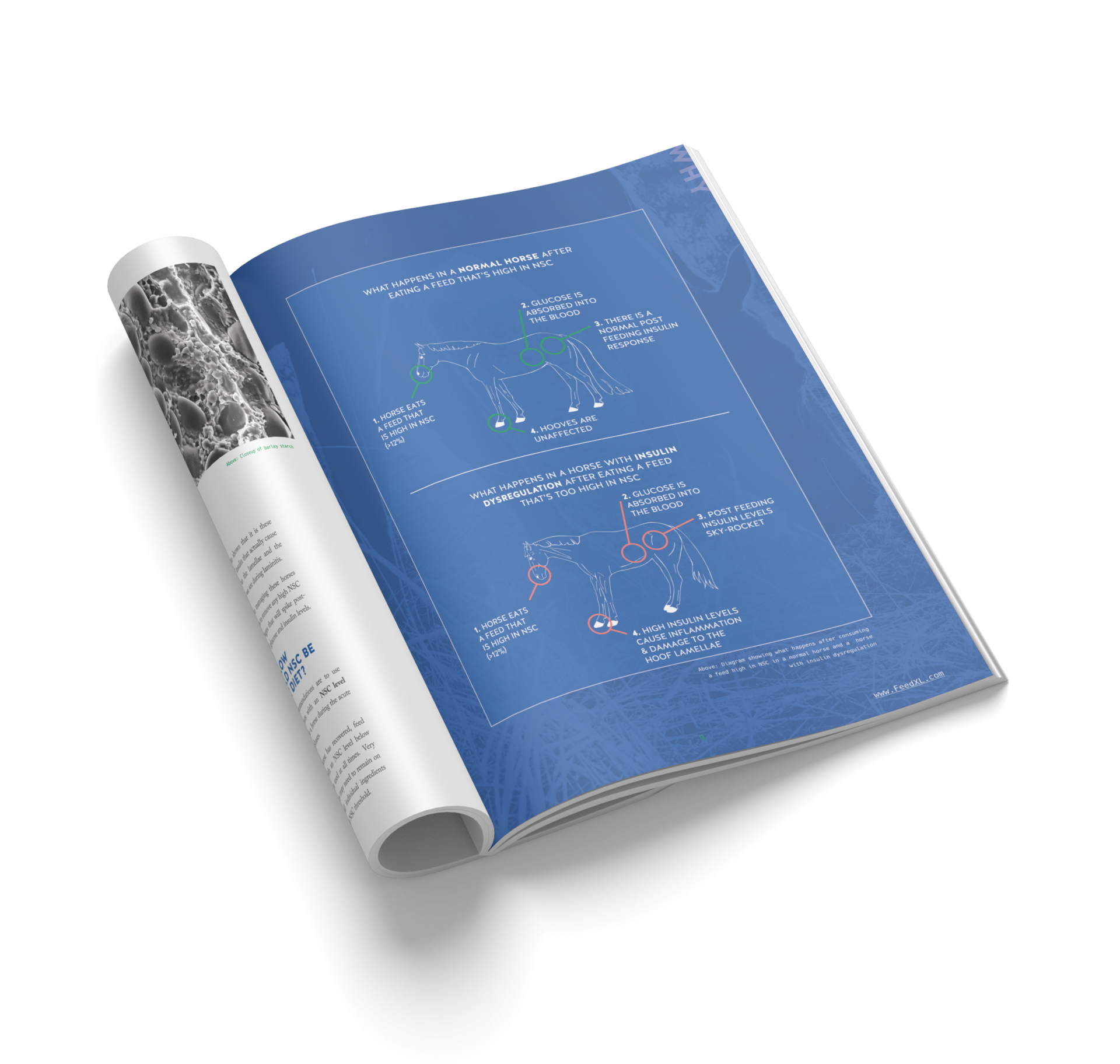 Laminitis Ebook p8-9