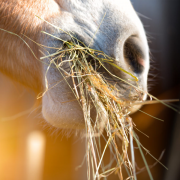Blog_C1 A horse eating hay