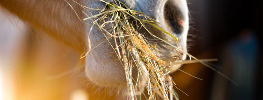 A horse eating hay