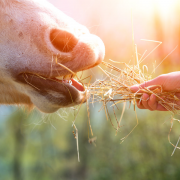 Underfeeding vs overfeeding Underfeeding vs overfeeding