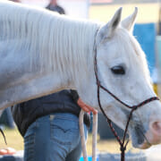 DSCF7249 resize Horse sweating out electrolytes