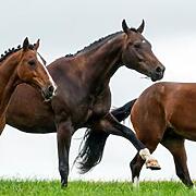 Three healthy horses runninnig