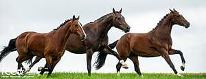 Three healthy horses runninnig