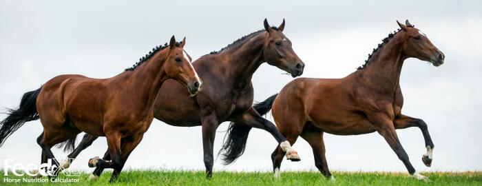Three healthy horses runninnig